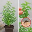 Get Rid of Mosquitoes Naturally