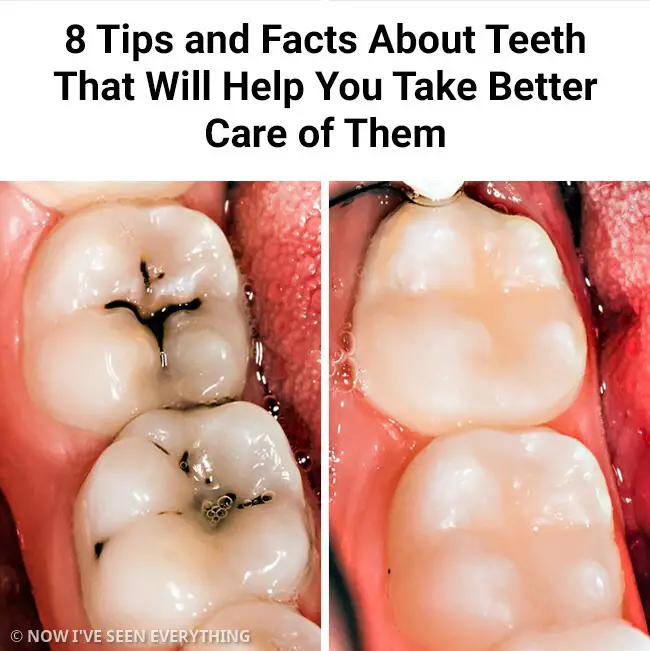 8 Tips and Facts About Teeth