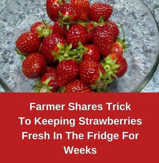 How To Keep Your Strawberries Fresh
