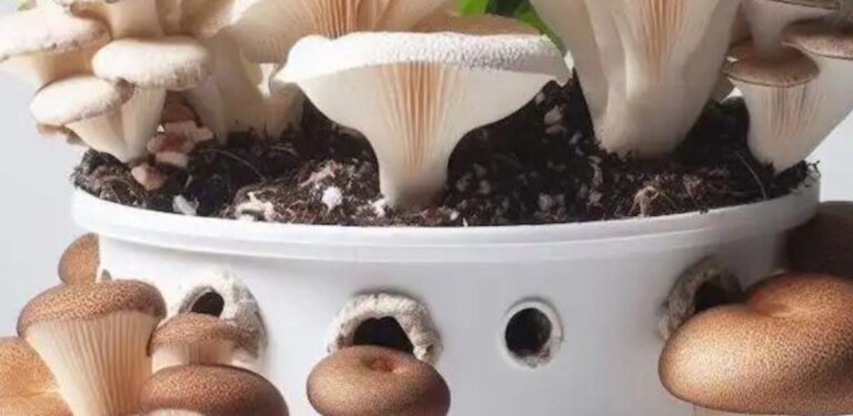 How to Grow Mushrooms at Home
