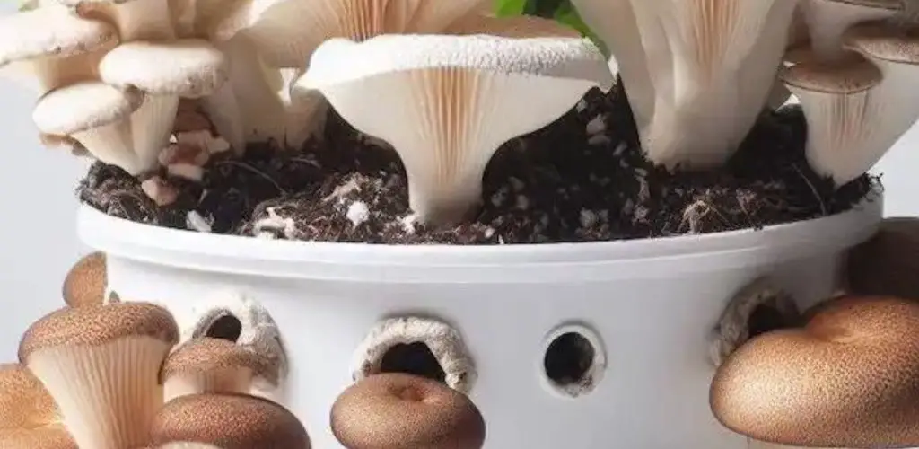 How to Grow Mushrooms at Home